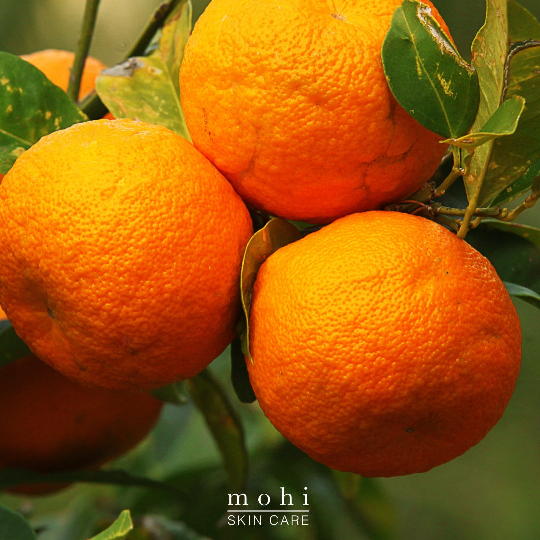 M+N+O - 3 Active Extracts Phyto-Cellular Serum