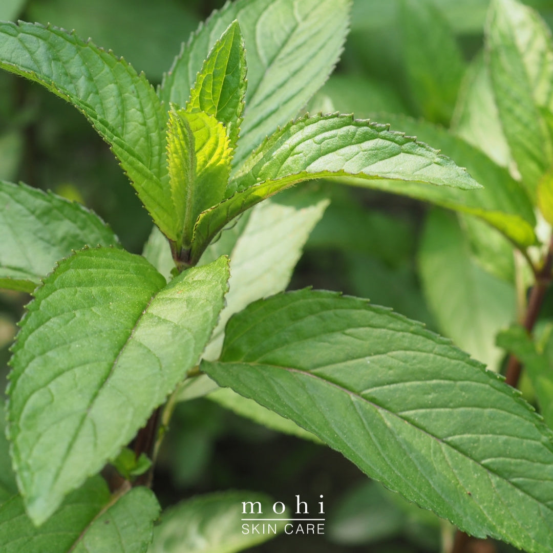 M+N+O - 3 Active Extracts Phyto-Cellular Serum